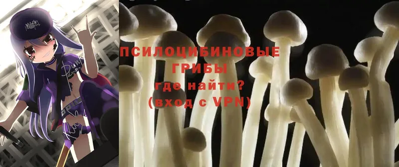 купить наркотики сайты  Тында  Галлюциногенные грибы Psilocybine cubensis 